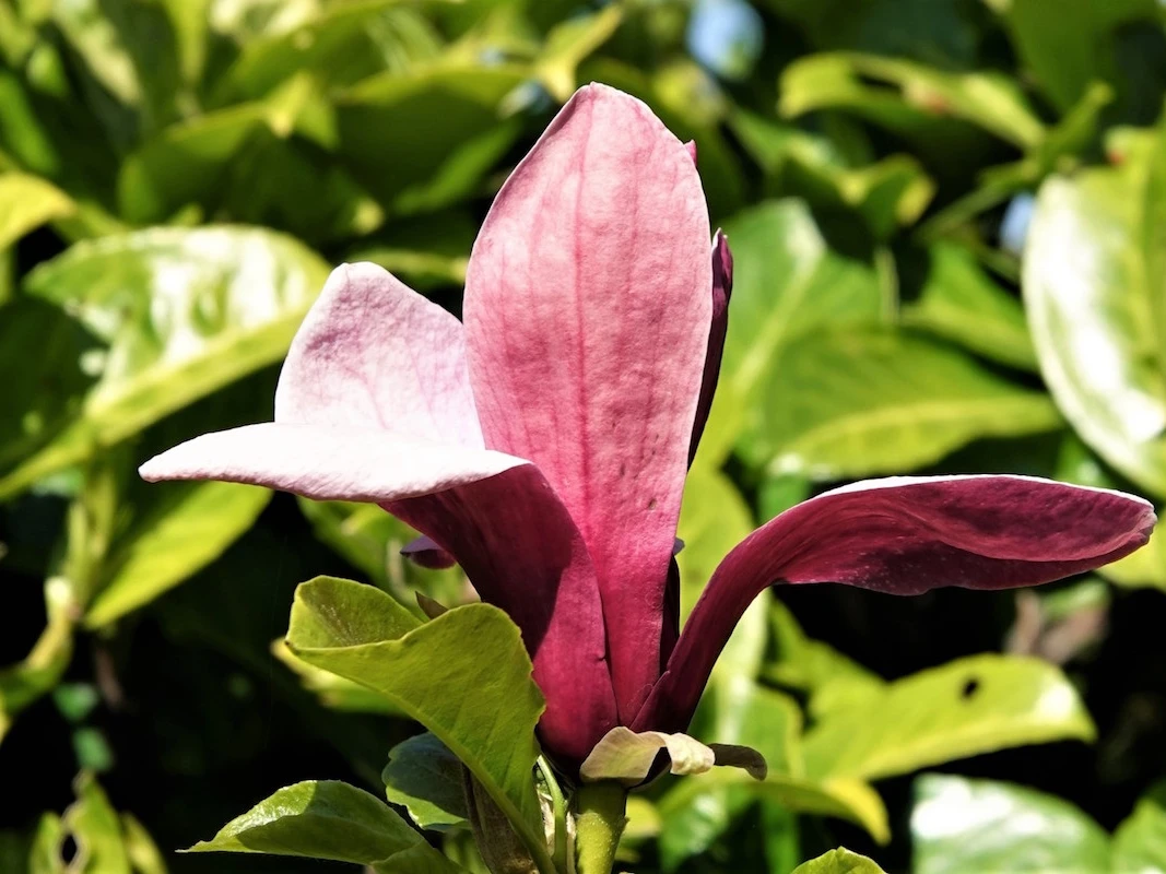 liliiflora Nigra